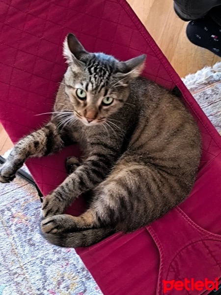 Tekir Kedi, Kedi  Mojo fotoğrafı