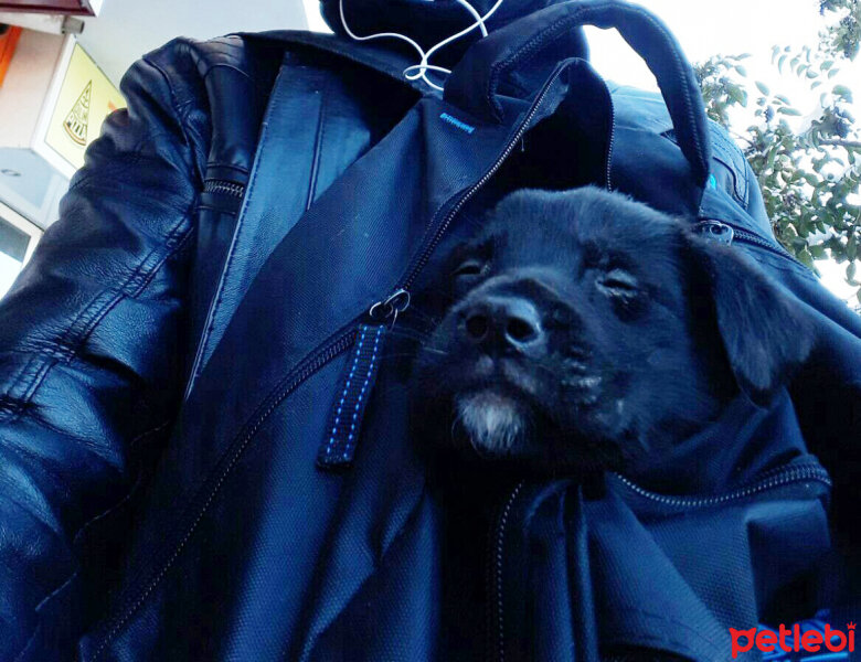 Labrador Retriever, Köpek  Murphy fotoğrafı