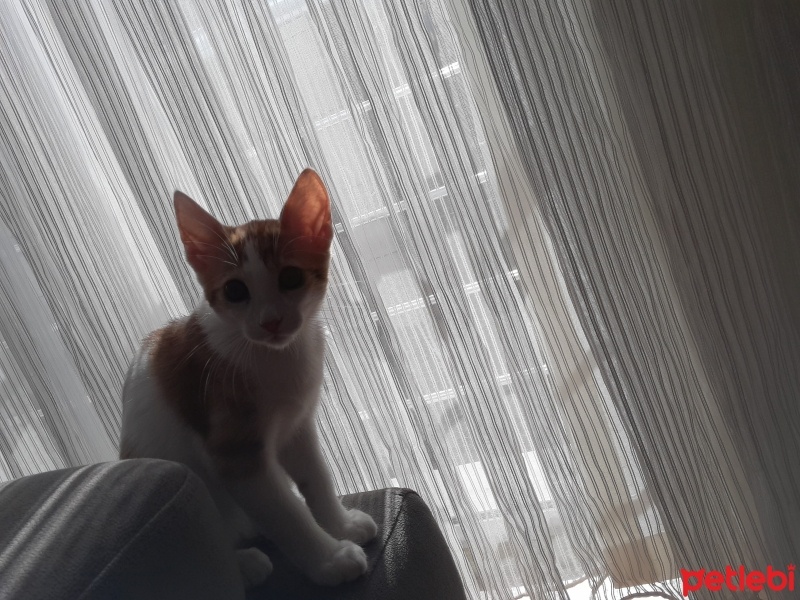Sarman, Kedi  Karamel fotoğrafı