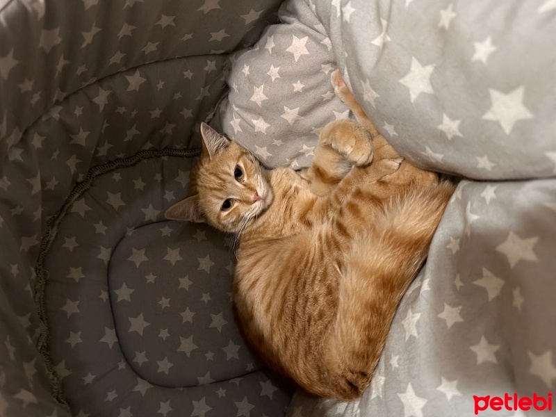 Sarman, Kedi  Leon fotoğrafı