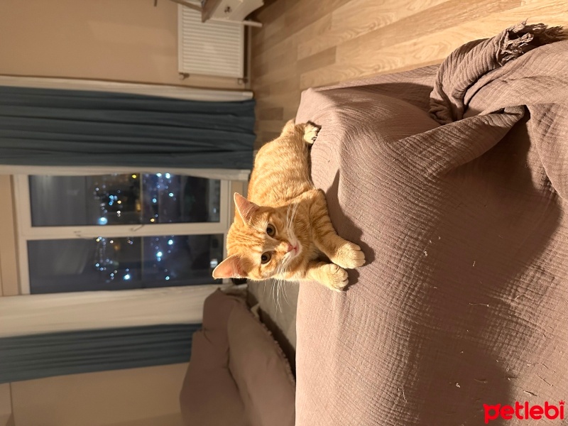 Sarman, Kedi  Leon fotoğrafı
