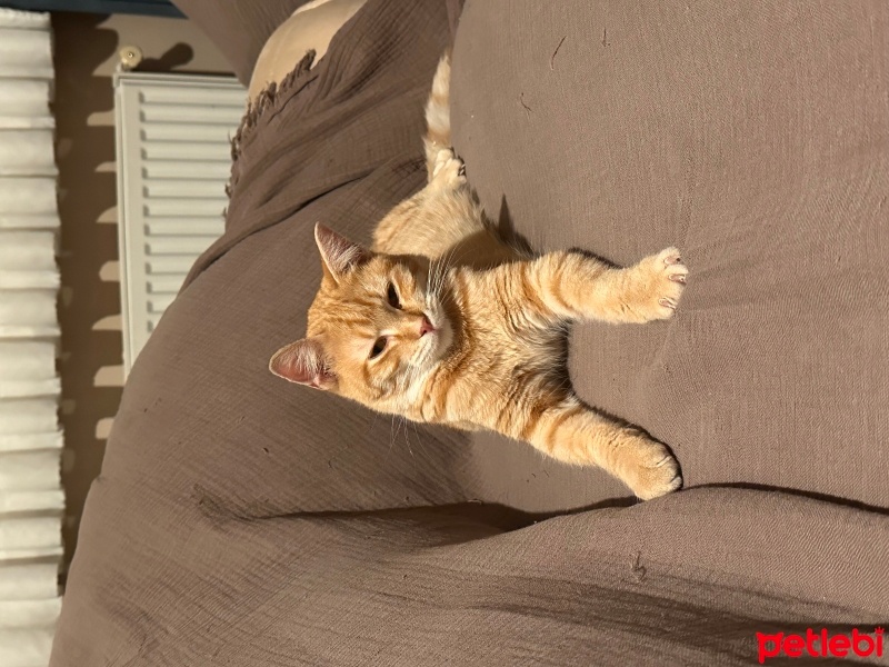 Sarman, Kedi  Leon fotoğrafı