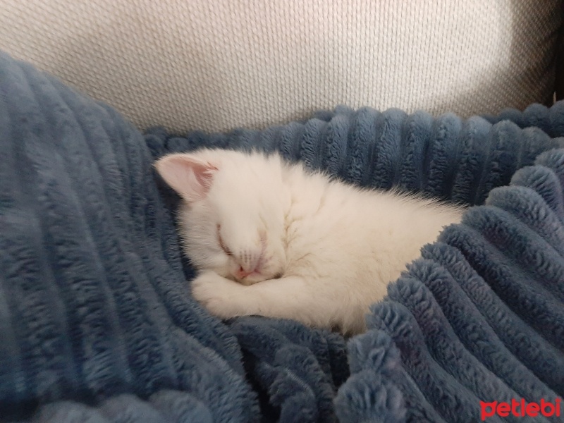 British Shorthair, Kedi  Maya fotoğrafı