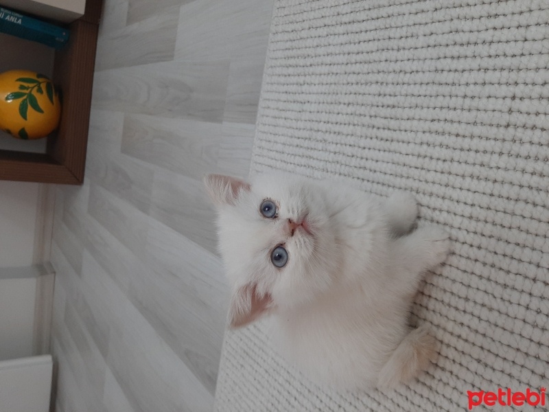 British Shorthair, Kedi  Maya fotoğrafı