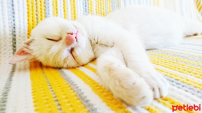 Ankara Kedisi, Kedi  Müzeyyen  fotoğrafı