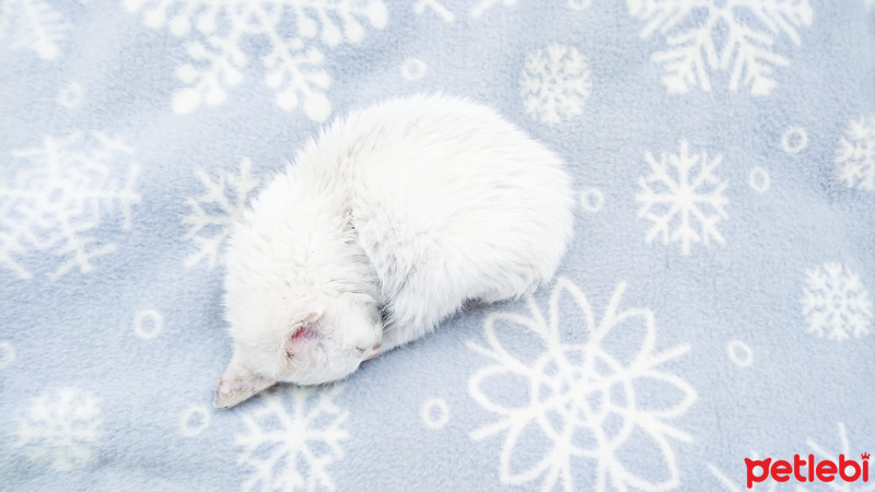 Ankara Kedisi, Kedi  Müzeyyen  fotoğrafı