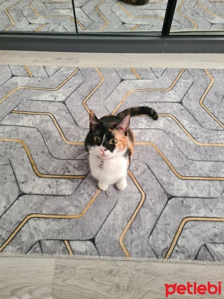 Tekir Kedi, Kedi  Fındık fotoğrafı