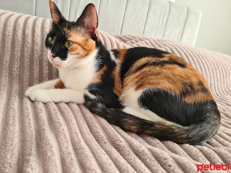 Tekir Kedi, Kedi  Fındık fotoğrafı