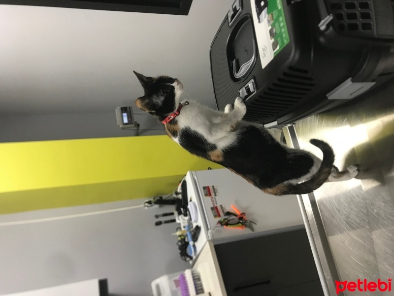 Tekir Kedi, Kedi  Fındık fotoğrafı