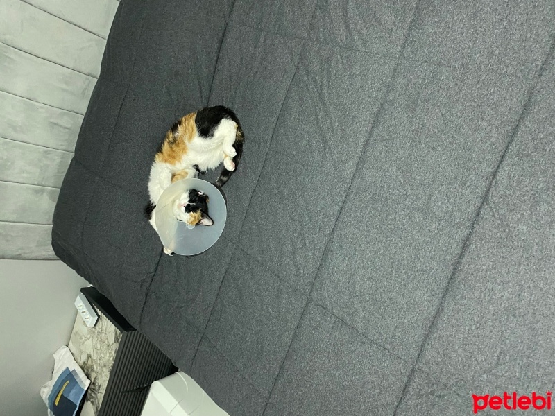 Tekir Kedi, Kedi  Fındık fotoğrafı