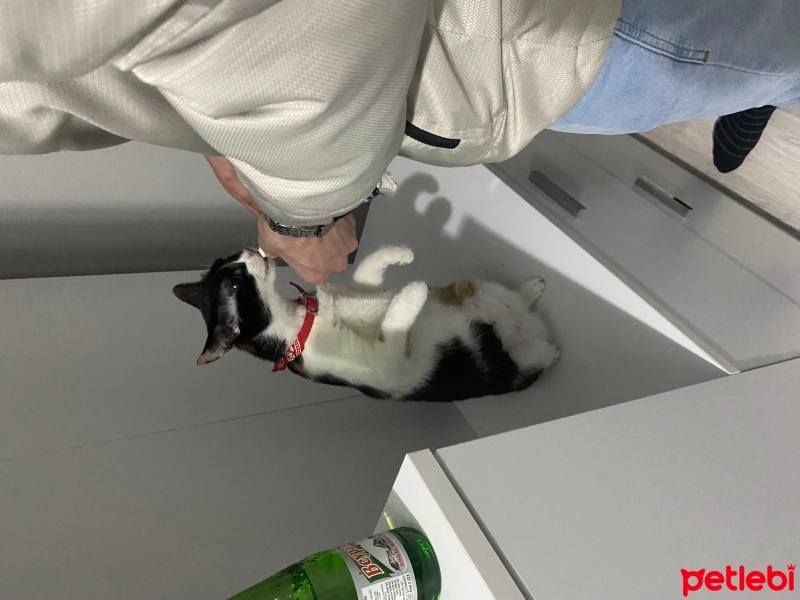 Tekir Kedi, Kedi  Fındık fotoğrafı