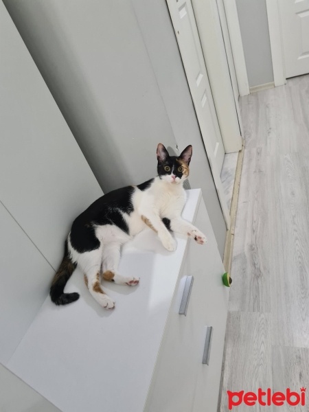 Tekir Kedi, Kedi  Fındık fotoğrafı