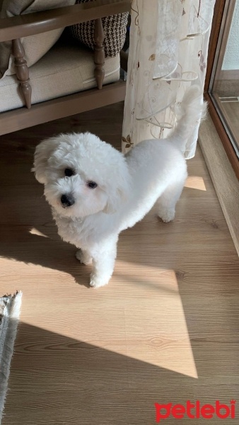 Maltese, Köpek  Odie fotoğrafı