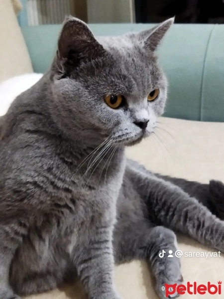 British Shorthair, Kedi  Luna fotoğrafı