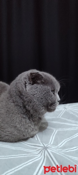 Scottish Fold, Kedi  Tosbik fotoğrafı