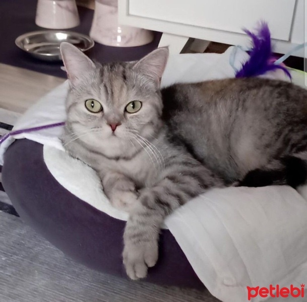 British Shorthair, Kedi  Mucize fotoğrafı