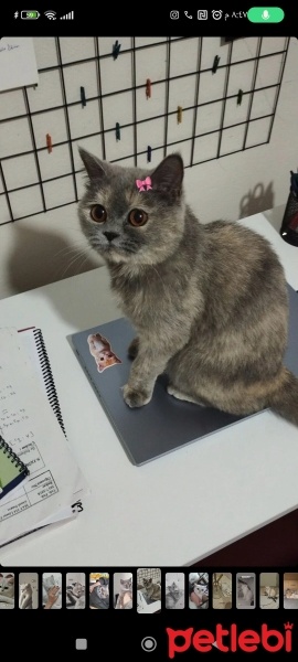 British Shorthair, Kedi  Masha fotoğrafı