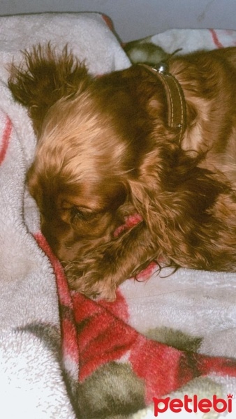 Amerikan Cocker Spaniel, Köpek  Tarçın fotoğrafı