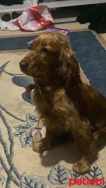 Amerikan Cocker Spaniel, Köpek  Tarçın fotoğrafı
