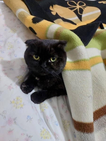 Scottish Fold, Kedi  Kestane fotoğrafı