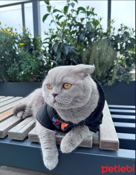 Scottish Fold, Kedi  ŞEKER fotoğrafı