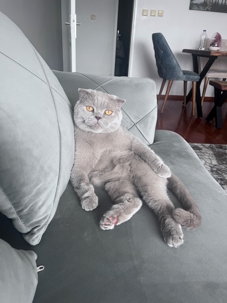 Scottish Fold, Kedi  ŞEKER fotoğrafı