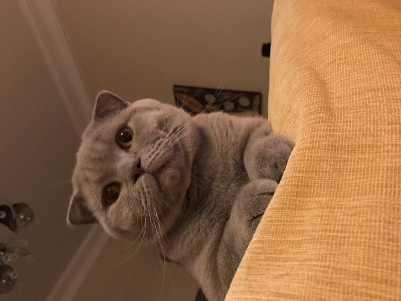 Scottish Fold, Kedi  ŞEKER fotoğrafı