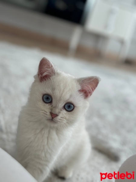 British Shorthair, Kedi  Belo fotoğrafı