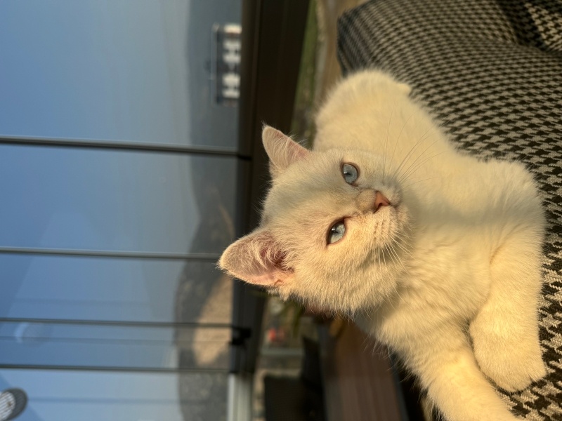 British Shorthair, Kedi  Belo fotoğrafı