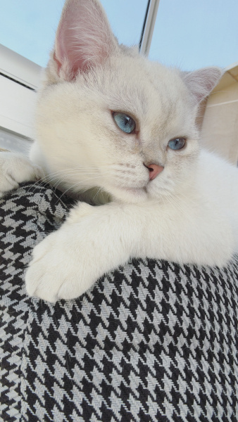 British Shorthair, Kedi  Belo fotoğrafı