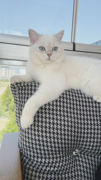 British Shorthair, Kedi  Belo fotoğrafı