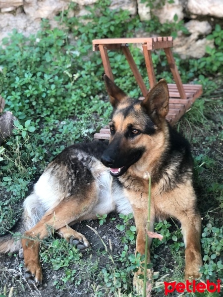 Alman Çoban Köpeği, Köpek  Daisy fotoğrafı
