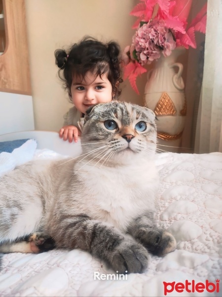 Scottish Fold, Kedi  Pisi fotoğrafı