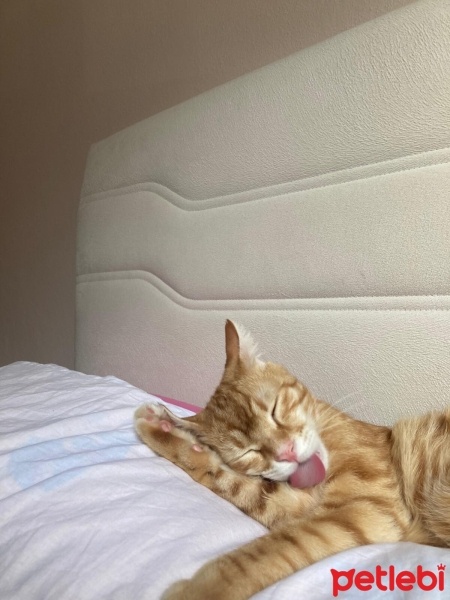 Tekir Kedi, Kedi  Aslan fotoğrafı