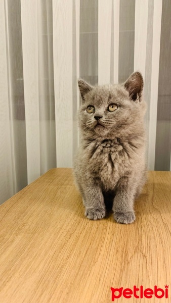 British Shorthair, Kedi  Duman fotoğrafı