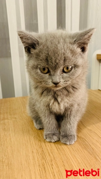 British Shorthair, Kedi  Duman fotoğrafı