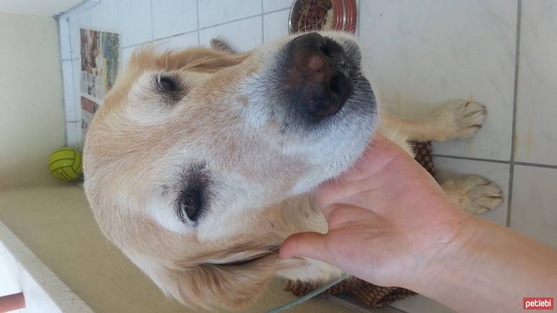 Golden Retriever, Köpek  gece fotoğrafı