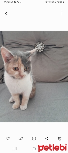 Kashmir , Kedi  Venus fotoğrafı