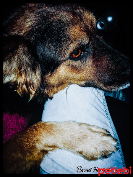 Alman Çoban Köpeği, Köpek  Lucy fotoğrafı