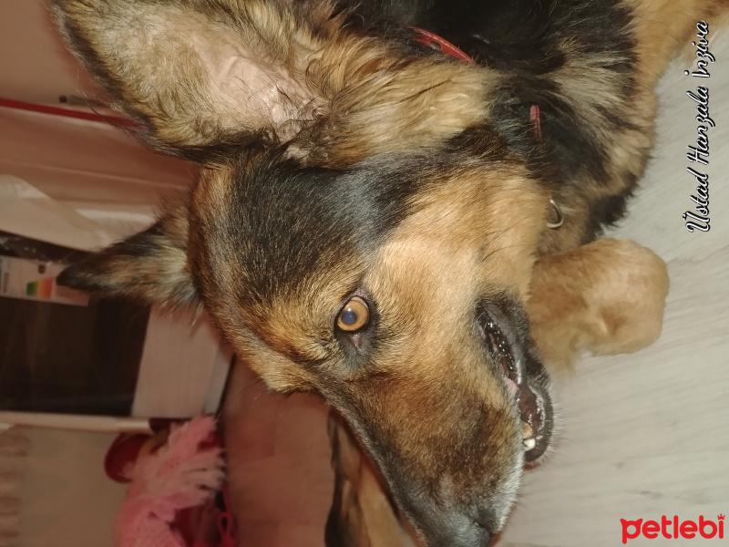 Alman Çoban Köpeği, Köpek  Lucy fotoğrafı