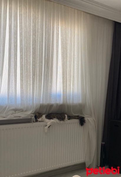 Tekir Kedi, Kedi  Şirin fotoğrafı