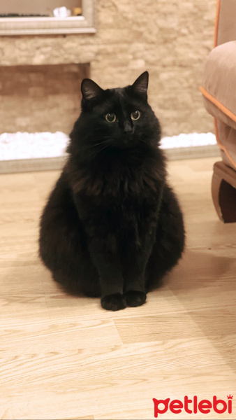 Bombay, Kedi  Sebastian fotoğrafı