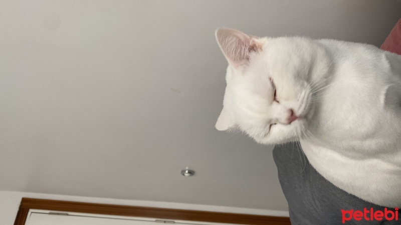 British Shorthair, Kedi  Bulut fotoğrafı