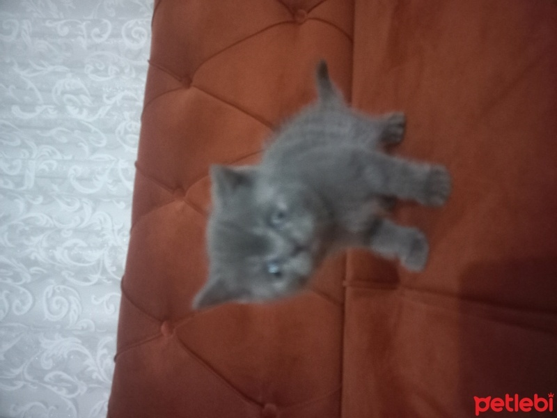 British Shorthair, Kedi  British fotoğrafı