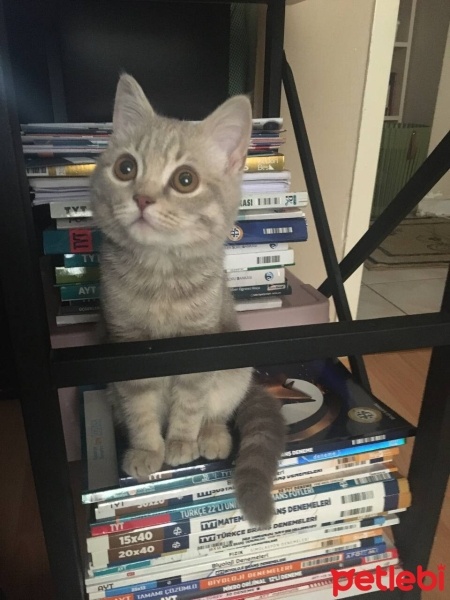 British Shorthair, Kedi  Taki fotoğrafı