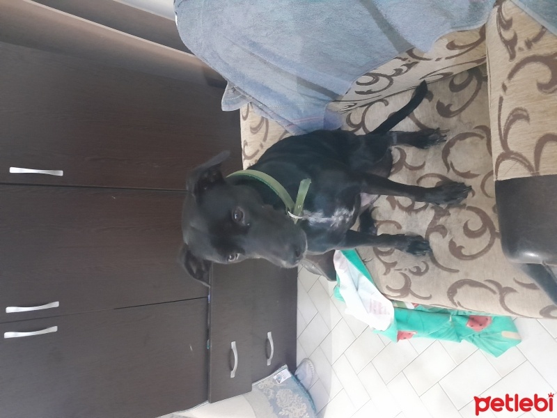Labrador Retriever, Köpek  Tina fotoğrafı
