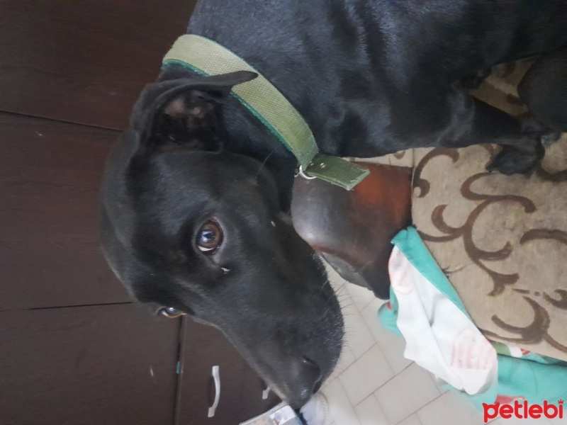 Labrador Retriever, Köpek  Tina fotoğrafı
