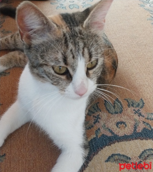 Tekir Kedi, Kedi  Candy fotoğrafı