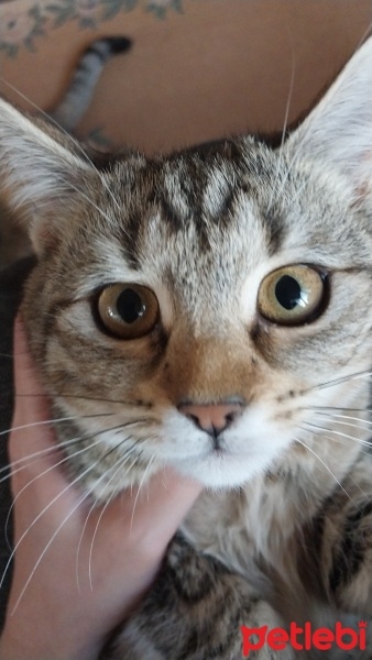 Tekir Kedi, Kedi  Sindy fotoğrafı
