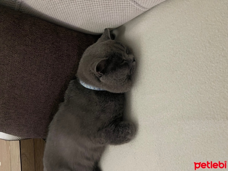British Shorthair, Kedi  Alex fotoğrafı